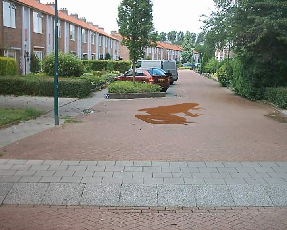 --De vroegere bewoners (springkikker)